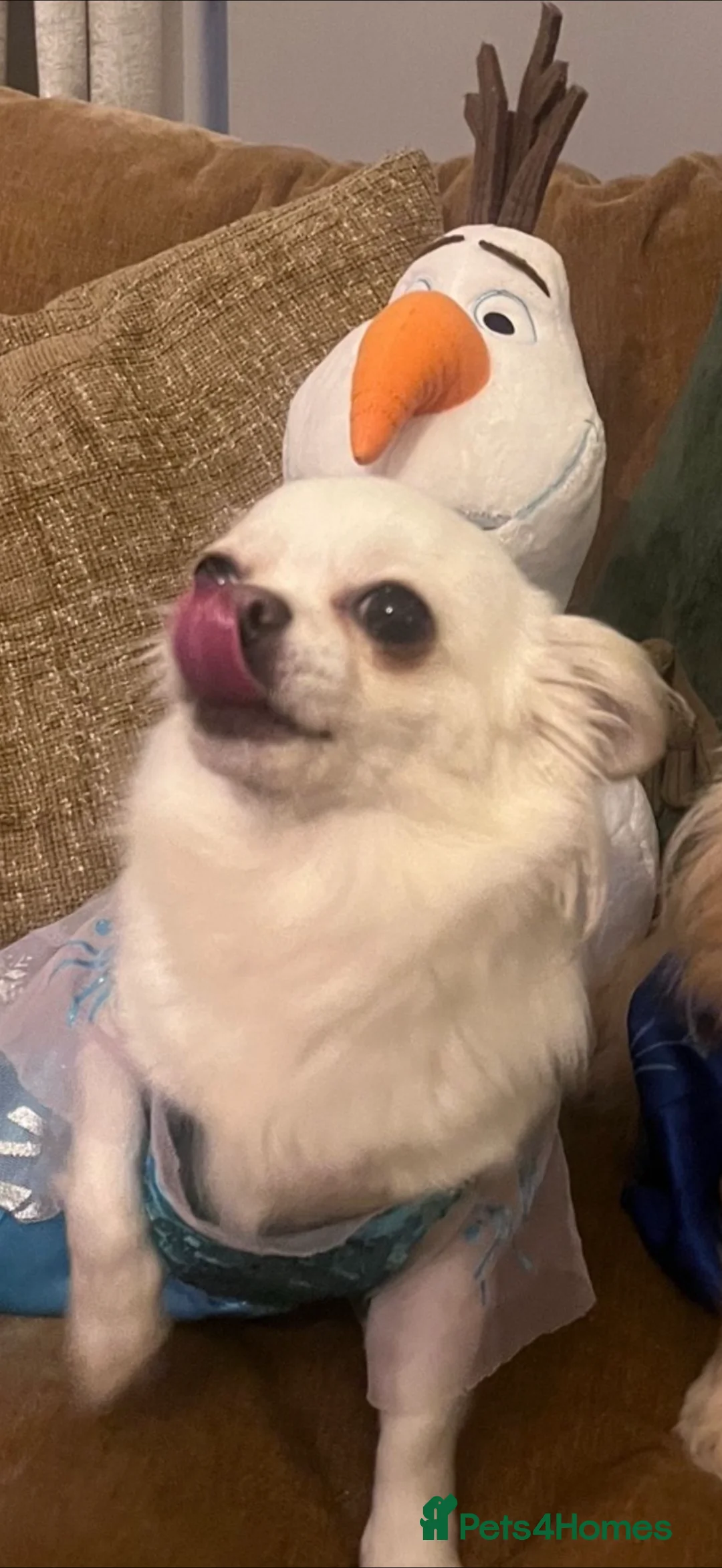 Chihuahua dogs for sale: Two young adult female chihuahuas  - Advert 1