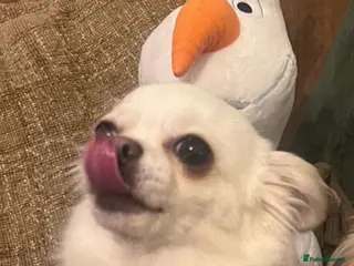 Chihuahua dogs Two young adult female chihuahuas - Advert 4