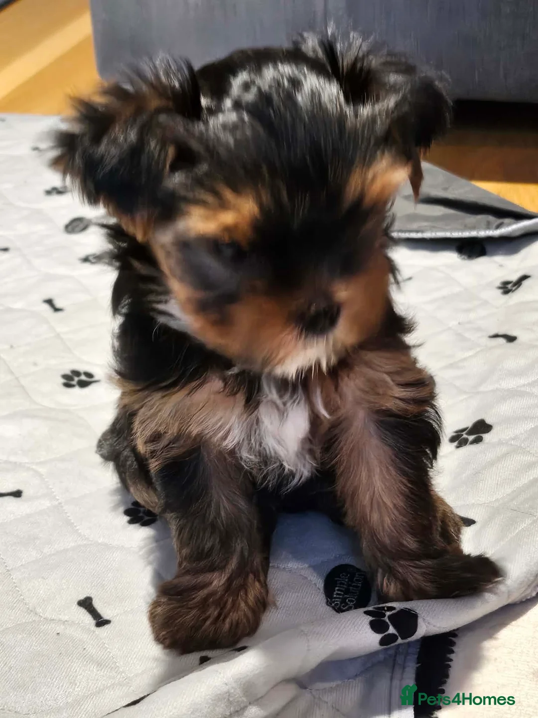 Yorkshire Terrier dogs for sale: Yorkshire terrier(3 months old) - Advert 2