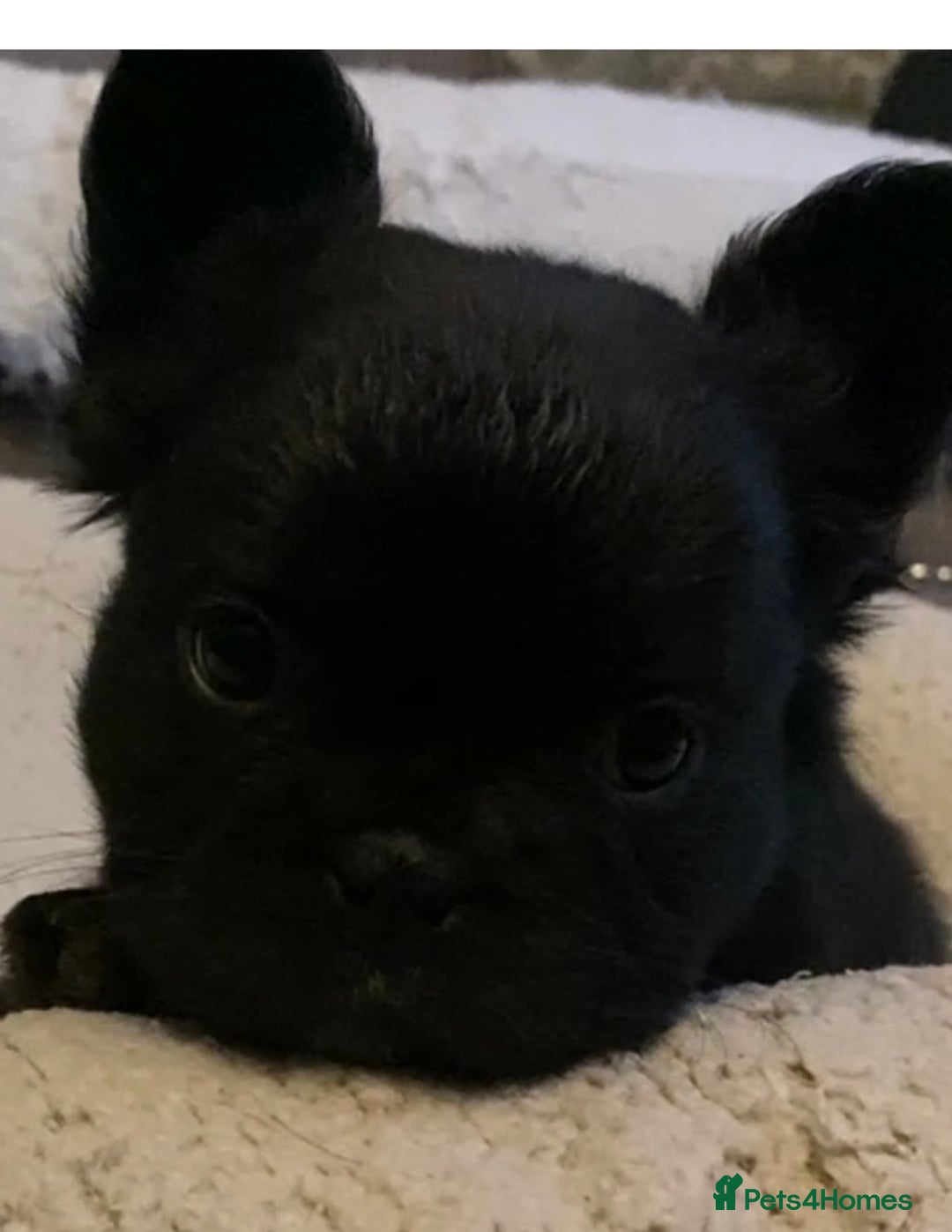 French Bulldog dogs for sale: French bulldogs puppy’s for sale - Advert 3