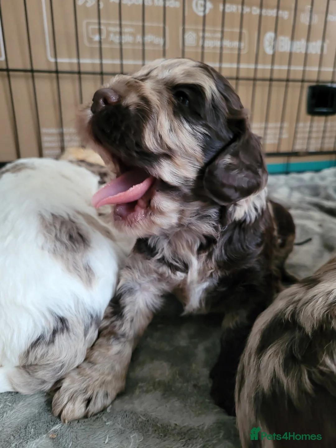 Miniature Poodle dogs for stud: Chocolate Merle Miniature Poodle for stud in Warrington - Advert 10