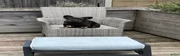 French Bulldog dogs for sale: Fluffy Frenchie  - Advert 8
