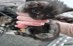 British Shorthair cats for sale: Mittens kittens - Image 6