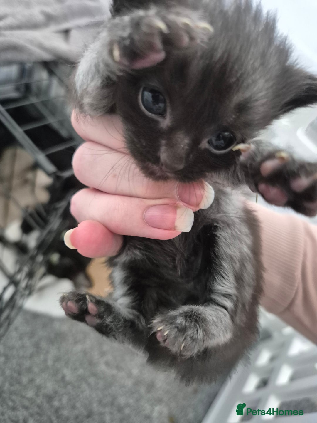 British Shorthair cats for sale: Mittens kittens - Image 6