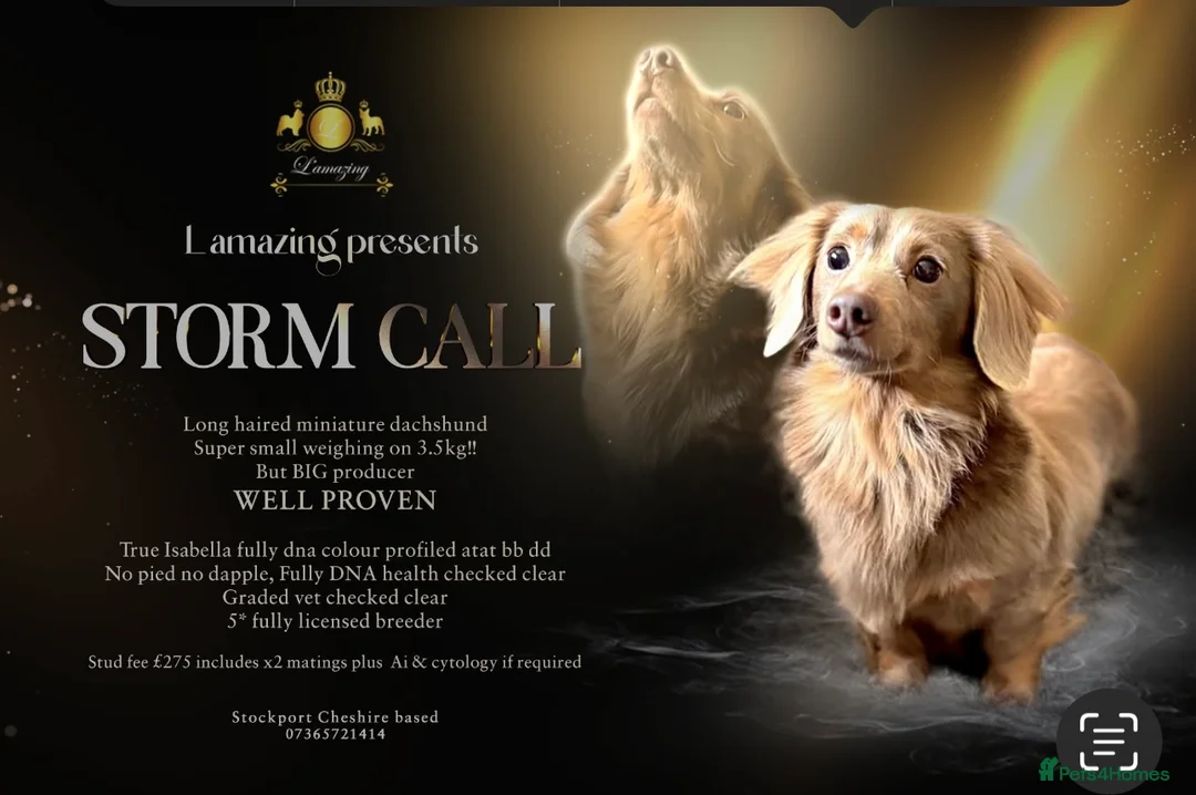 Miniature Dachshund dogs for stud: Super tiny 3.8kg long haired True isabella tan kc - Advert 1