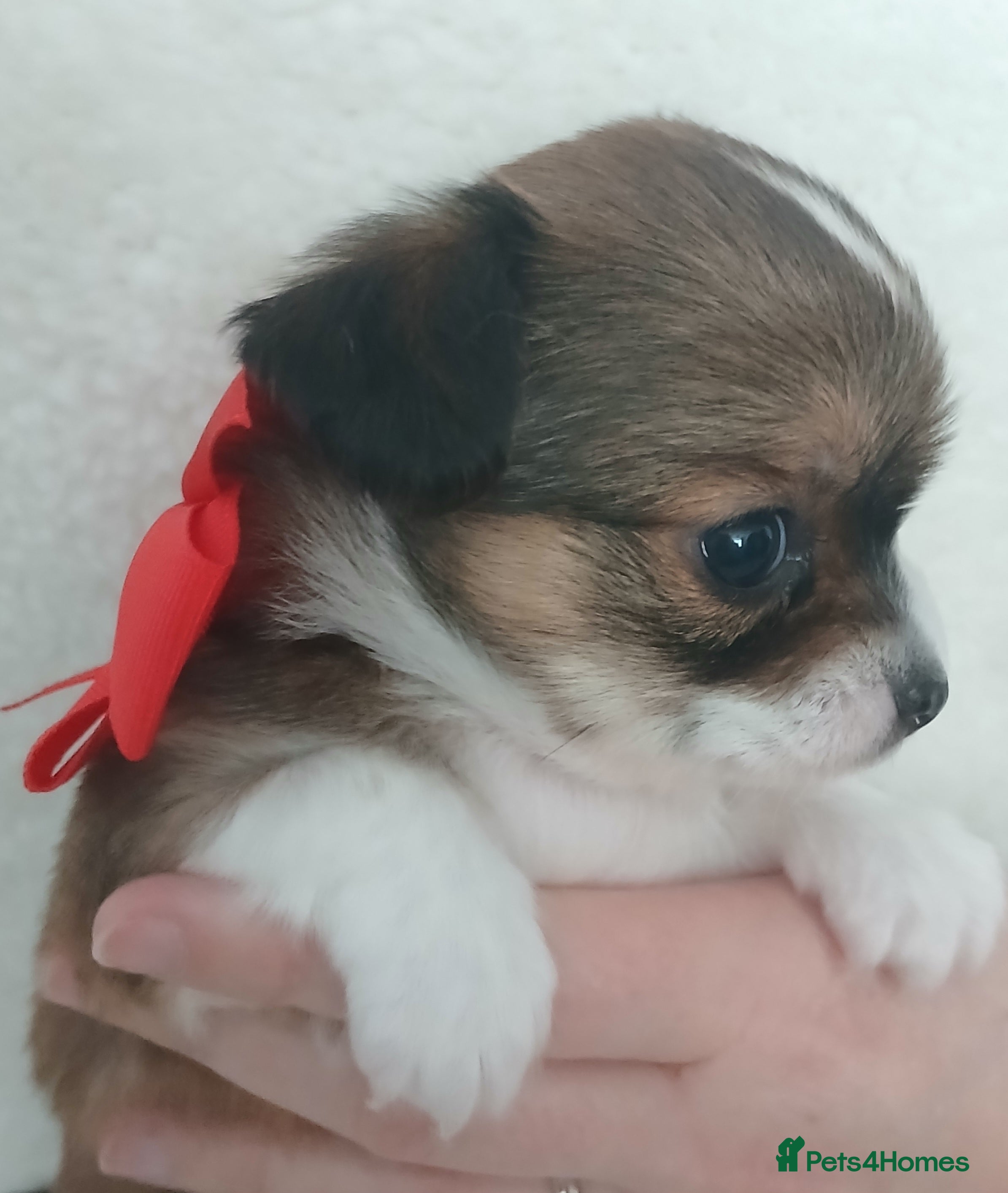 Chihuahua dogs Excellent pedigree long haired chihuahuas  - Advert 11