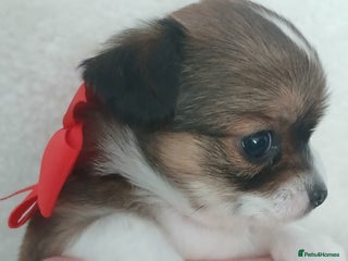 Chihuahua dogs Excellent pedigree long haired chihuahuas - Advert 11