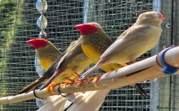 Finches birds for sale: Mix of finches  - Image 4