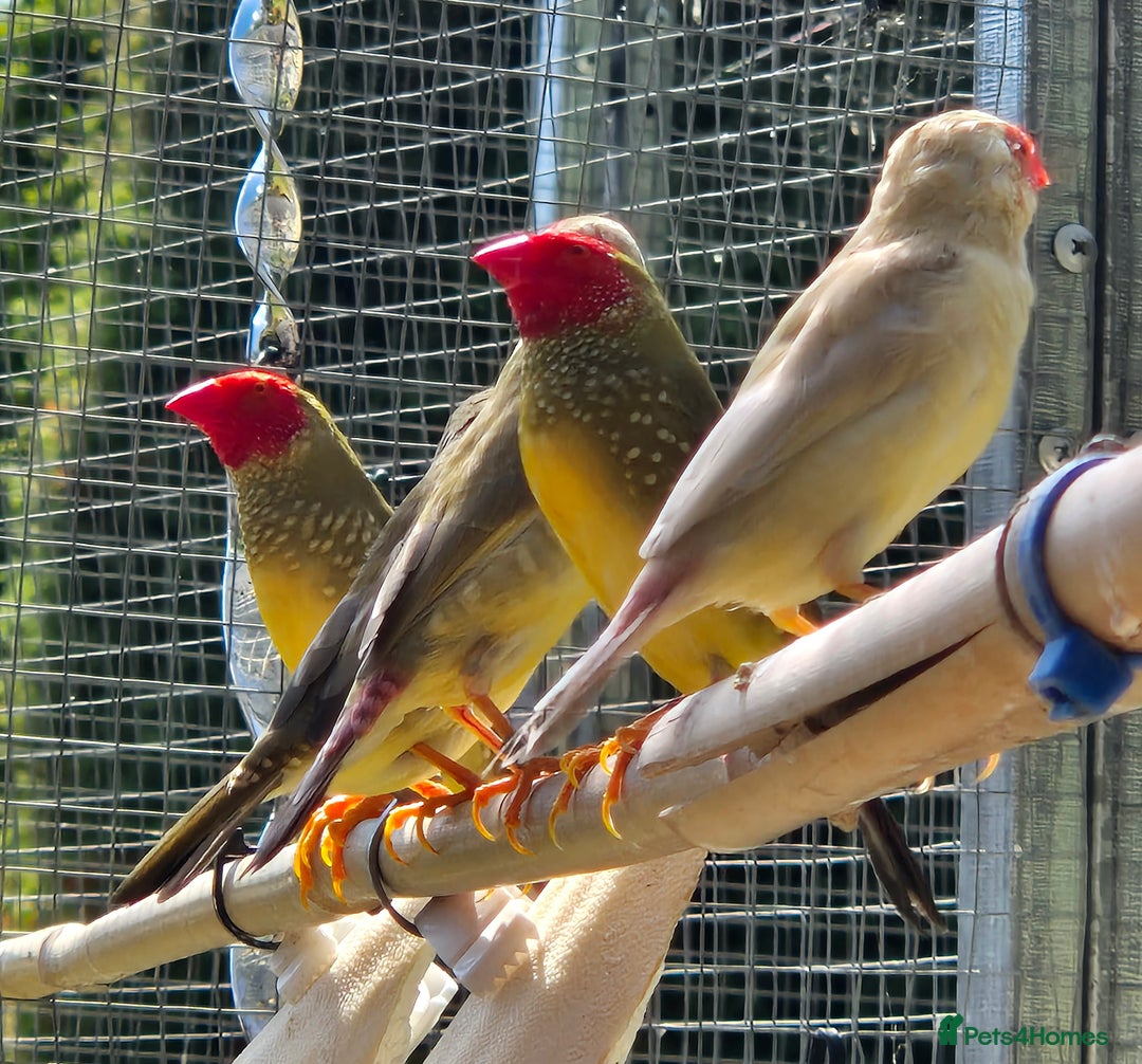 Finches birds for sale: Mix of finches  - Image 4