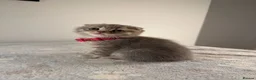 Scottish Fold cats for sale: ⭐️ 5 Beautiful Scottish Folds! ⭐️ - Advert 22