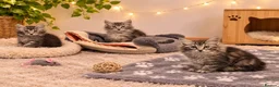 Kurilian Bobtail cats for sale: Beautiful silver tabby Kurilian bobtail kittens  in Stoke-on-Trent - Advert 3