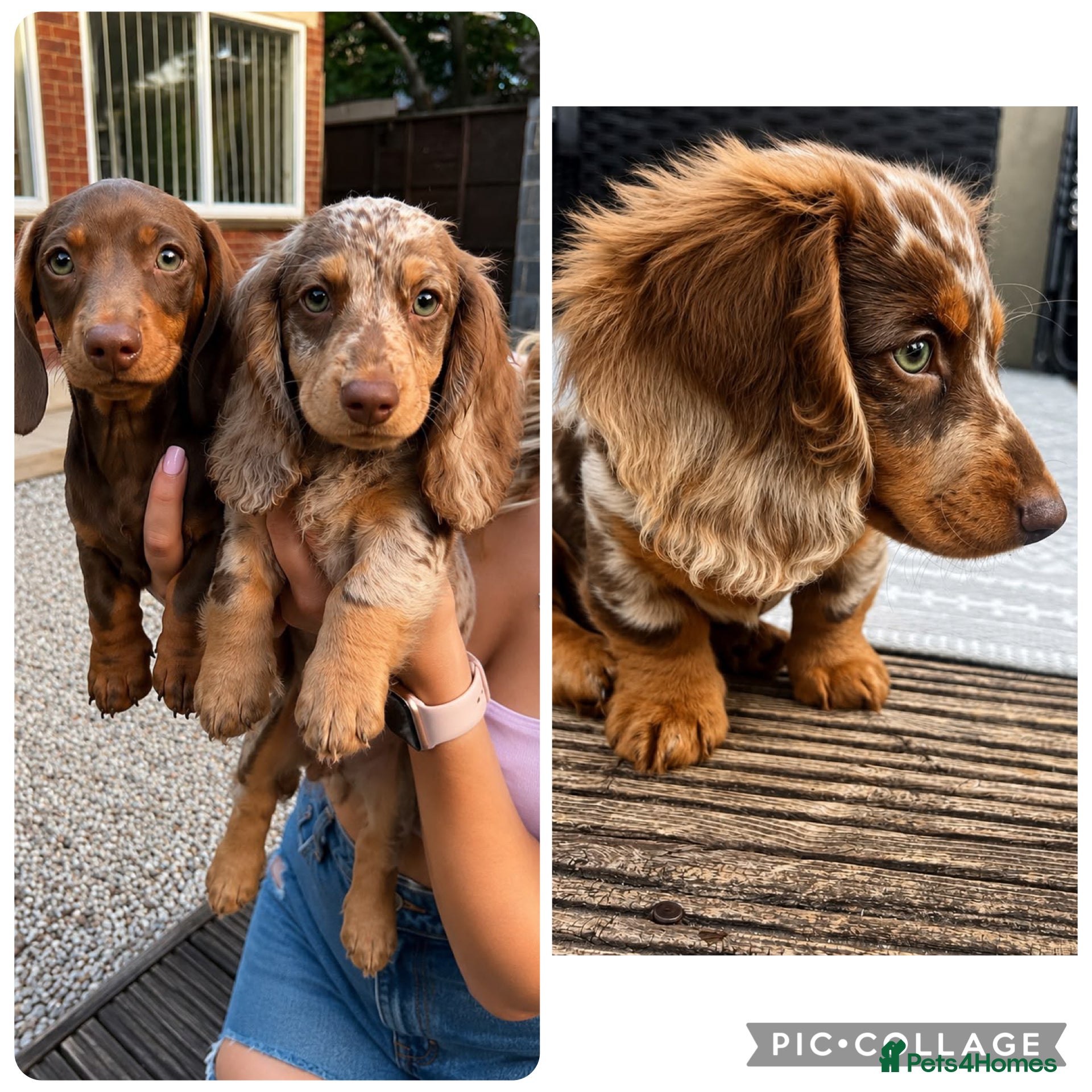 Miniature Dachshund dogs for sale: Miniature KC Daschund  - Advert 2