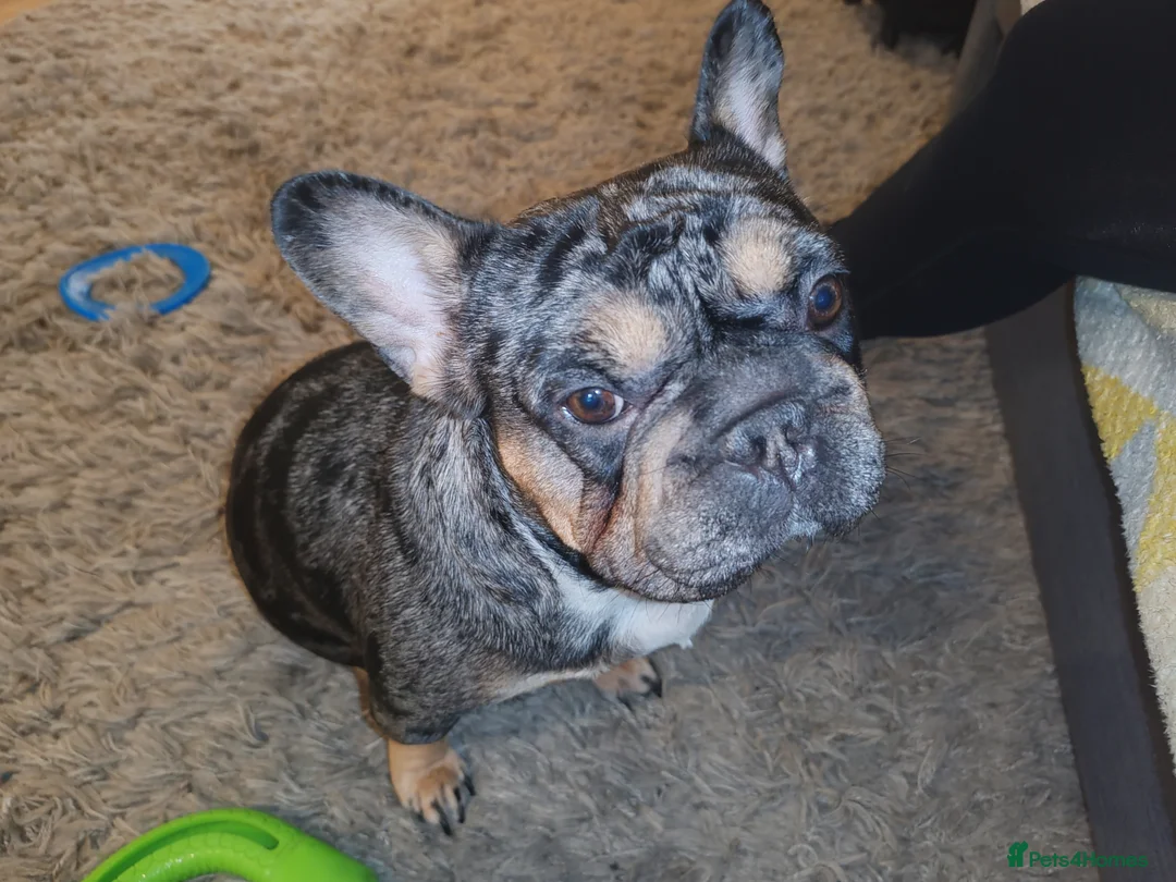 French Bulldog dogs for sale: Loving Home Needed – 2 Year Old French Bulldog in Rochester - Advert 2