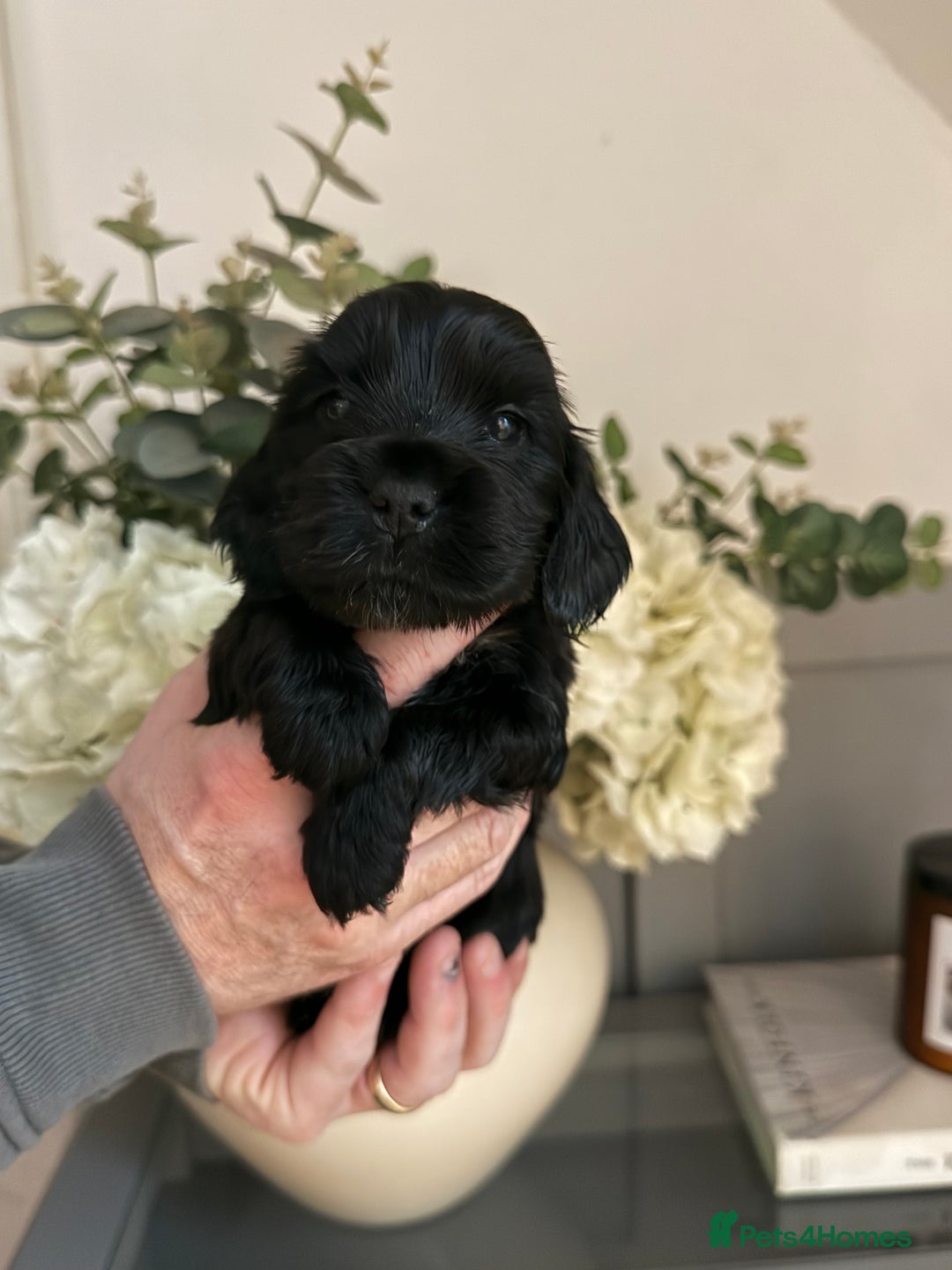 Cocker Spaniel dogs for sale: 1x black girl  READY NOW Show type  - Advert 5