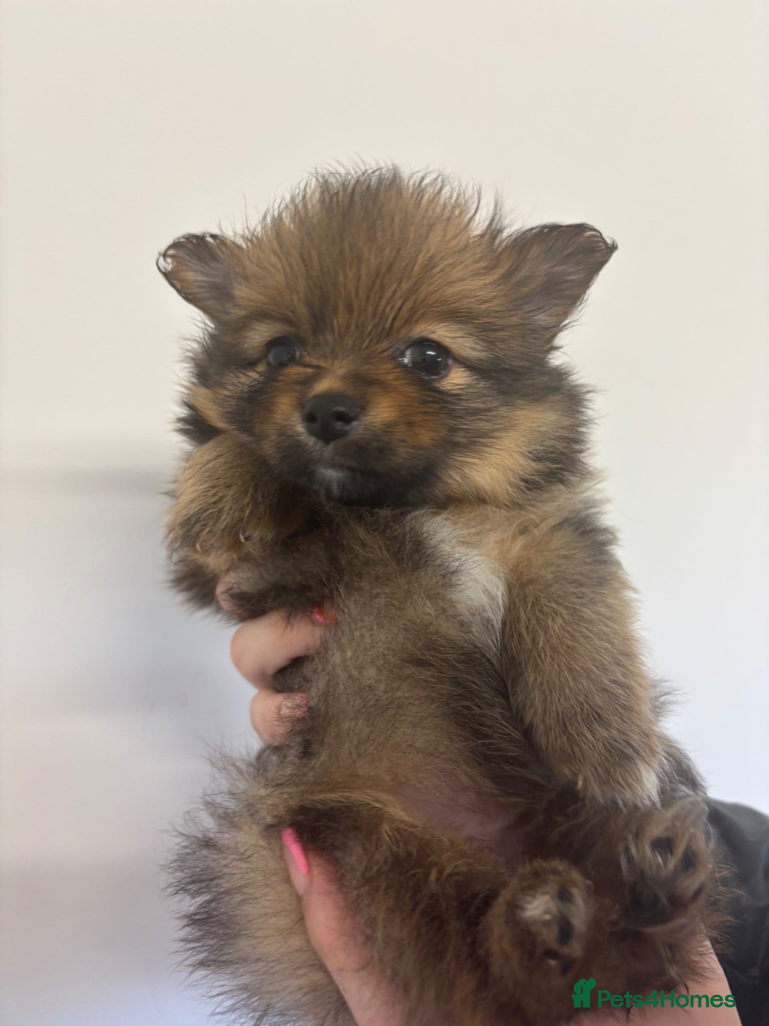 Pomeranian dogs Pomeranian Puppies  - Advert 20