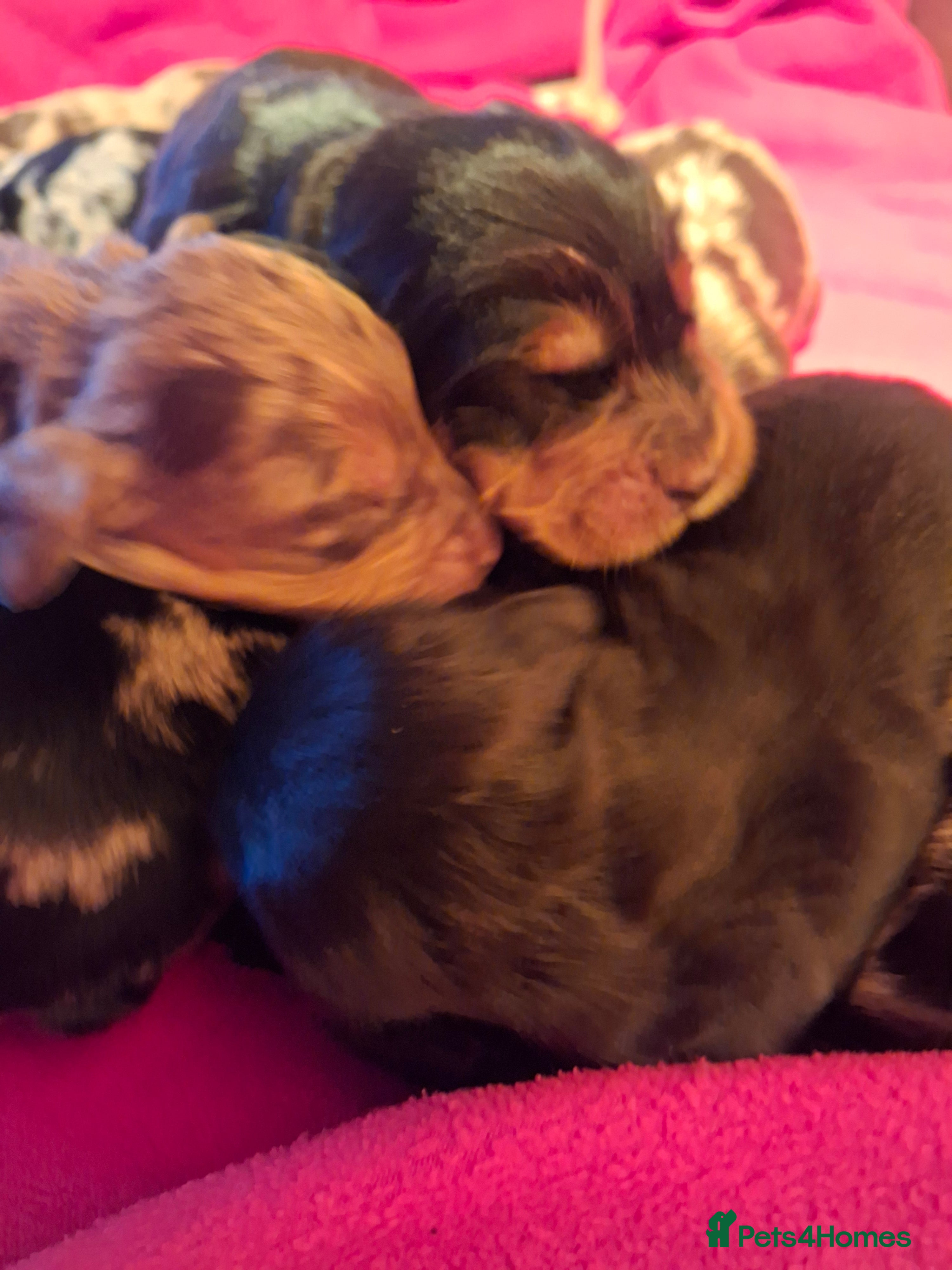 Cocker Spaniel dogs Cocker spaniel pups - Advert 7