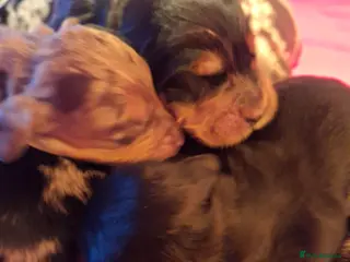 Cocker Spaniel dogs Cocker spaniel pups - Advert 7