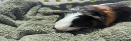 Guinea Pig rodents for sale: Beautiful guinea pigs  - Advert 9