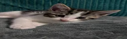 Mixed Breed cats for sale: Boy kitten - Advert 7