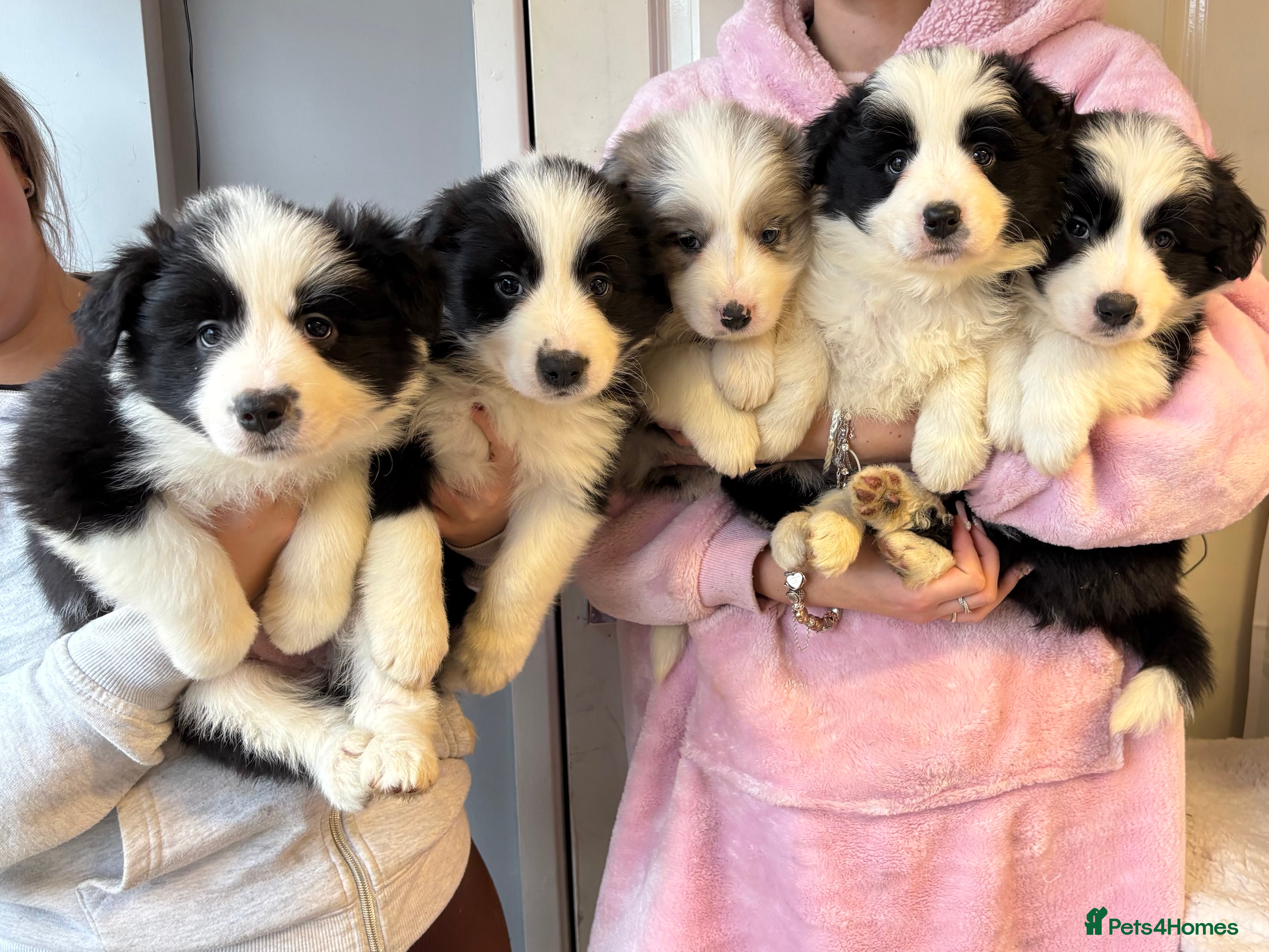 Border Collie dogs Quality KC Show Line Border Collies 🏅🧬 - Advert 8