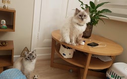 Ragdoll cats for sale: 🐾Last  Girl - Genetically clear 🐾 - Image 14