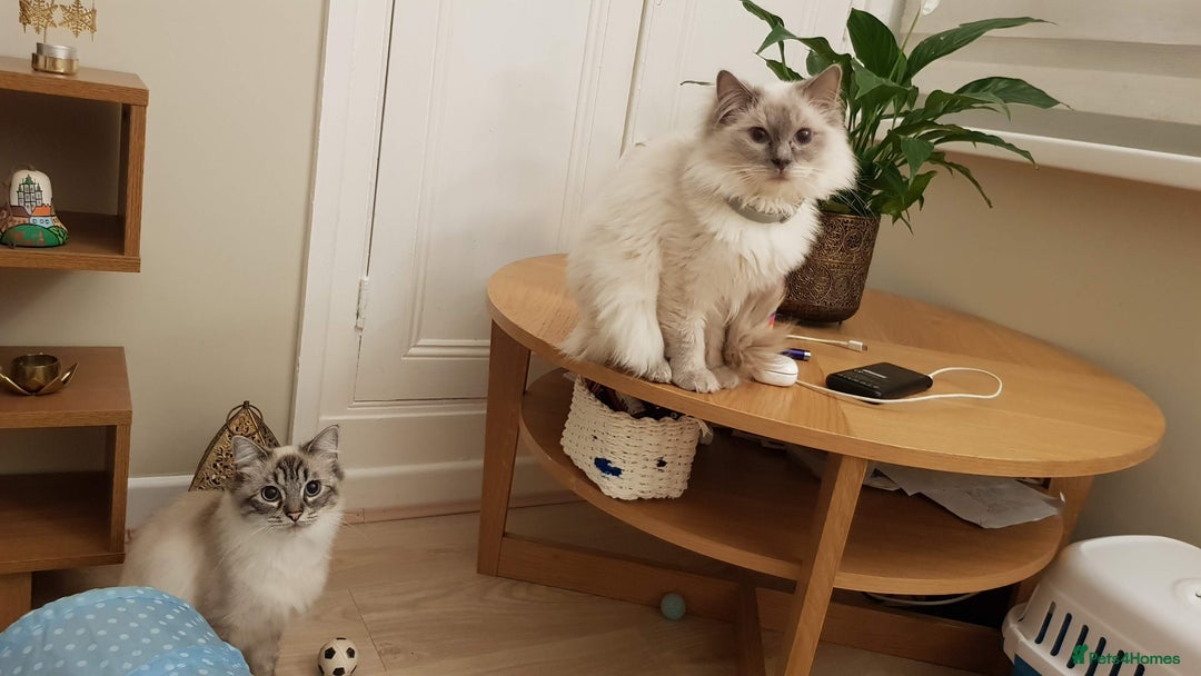 Ragdoll cats for sale: 🐾Last  Girl - Genetically clear 🐾 - Image 14