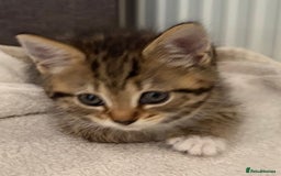 Mixed Breed cats for sale: Silver & brown British shorthair / bengal kittens  - Image 10