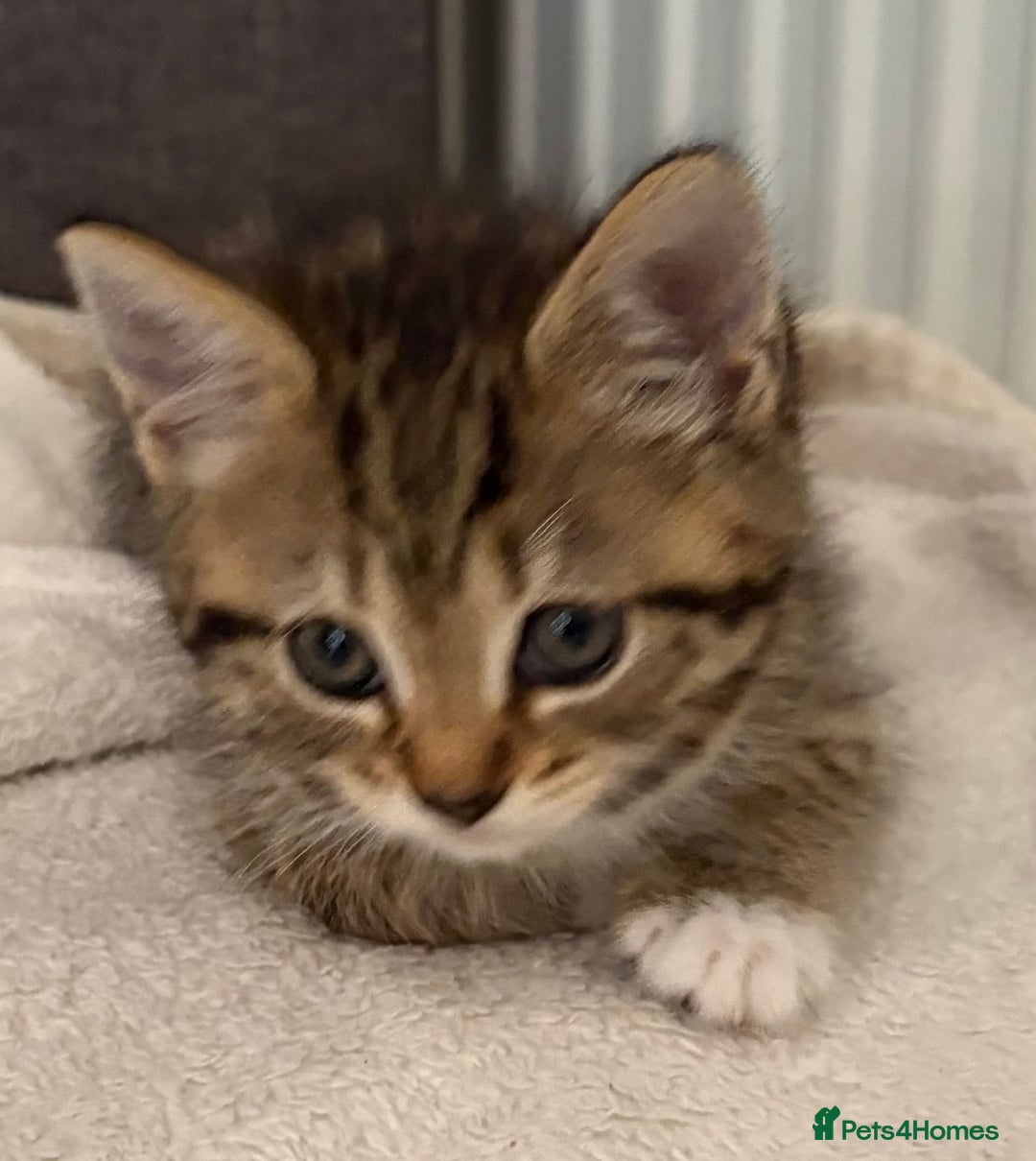 Mixed Breed cats for sale: Silver & brown British shorthair / bengal kittens  - Image 10