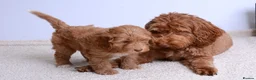 Australian Labradoodle dogs for sale: Australian Labradoodle - Advert 4