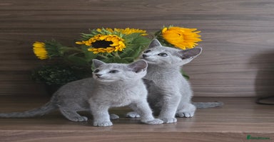 Russian Blue cats - Advert 12