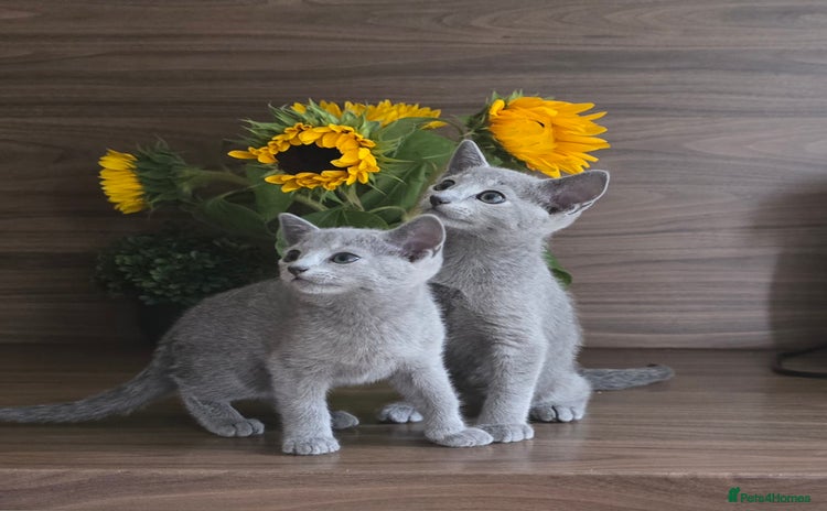 Russian Blue cats - Advert 10