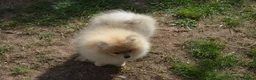 Pomeranian dogs for sale: Bentley – Beautiful Silver-Toned Pomeranian Boy 🐾 - Advert 3