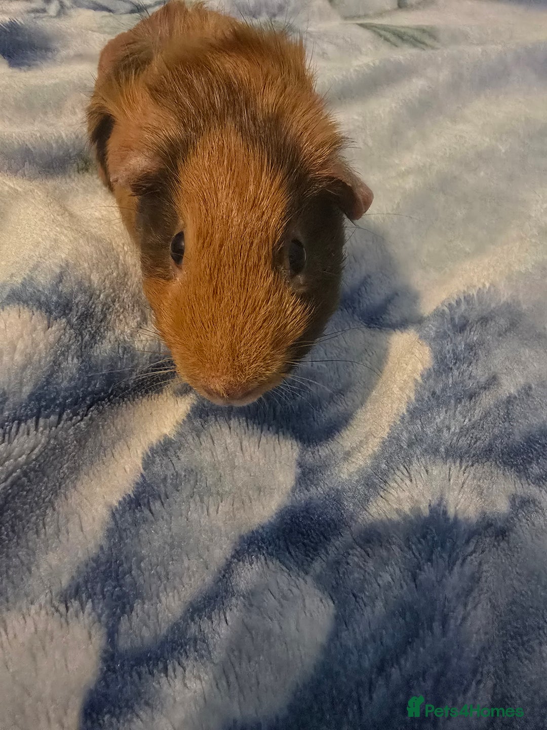 Guinea Pig rodents for sale: guinea pig - Image 2