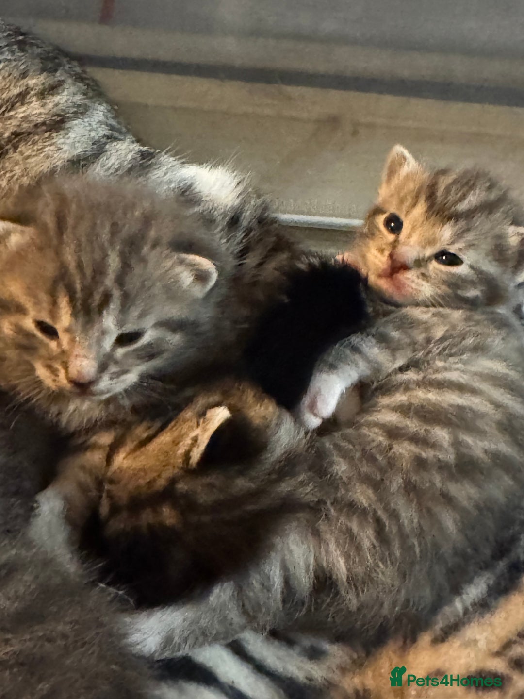 Mixed Breed cats for sale: Kittens for sale!  - Advert 2