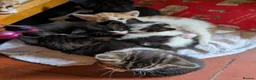 Mixed Breed cats for sale: Kittens from loving country cottage home - Advert 6
