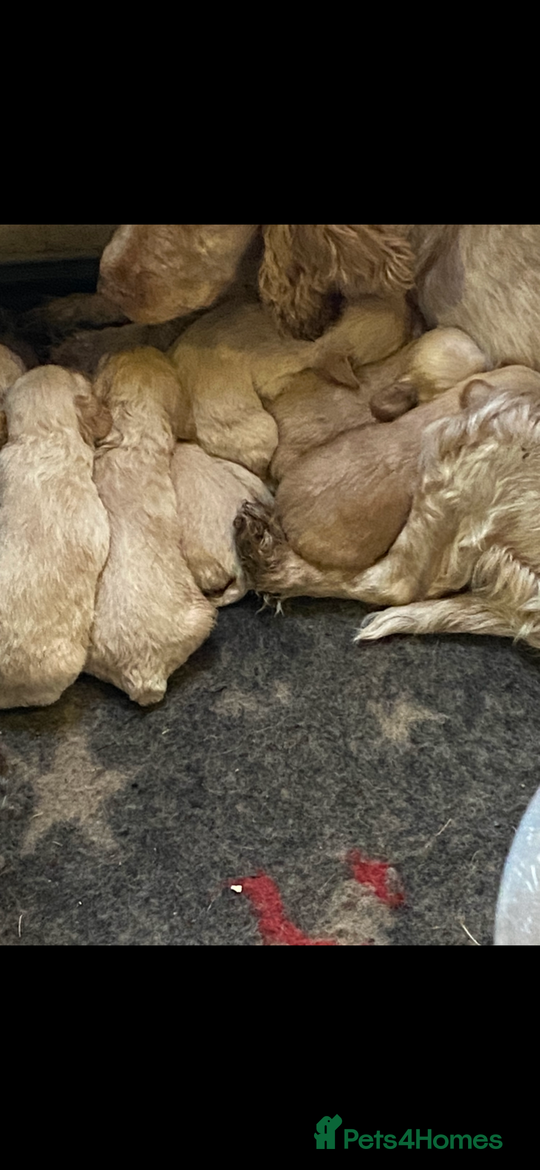 Cockapoo dogs for sale: F1 TEDDY BEAR SABLE COCKAPOOS. - Image 9