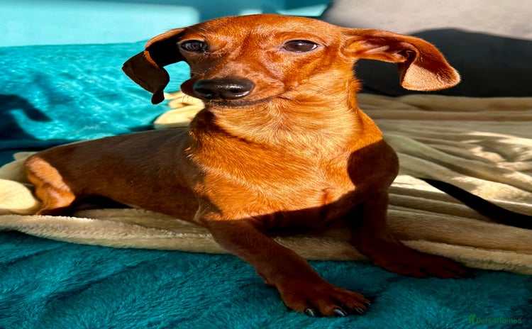 Miniature Dachshund dogs Britney - miniature Dachshund - Advert 3