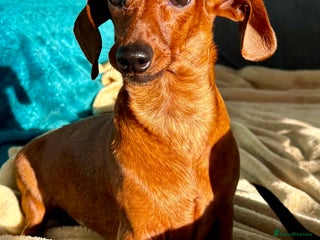 Miniature Dachshund dogs Britney - miniature Dachshund - Advert 2