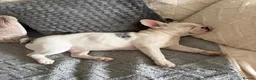 French Bulldog dogs for sale: French bull dog  in Manchester - Advert 3