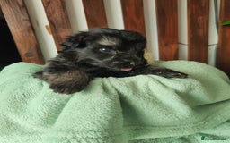 German Shepherd dogs for sale: German shepard puppies for sale - Image 8