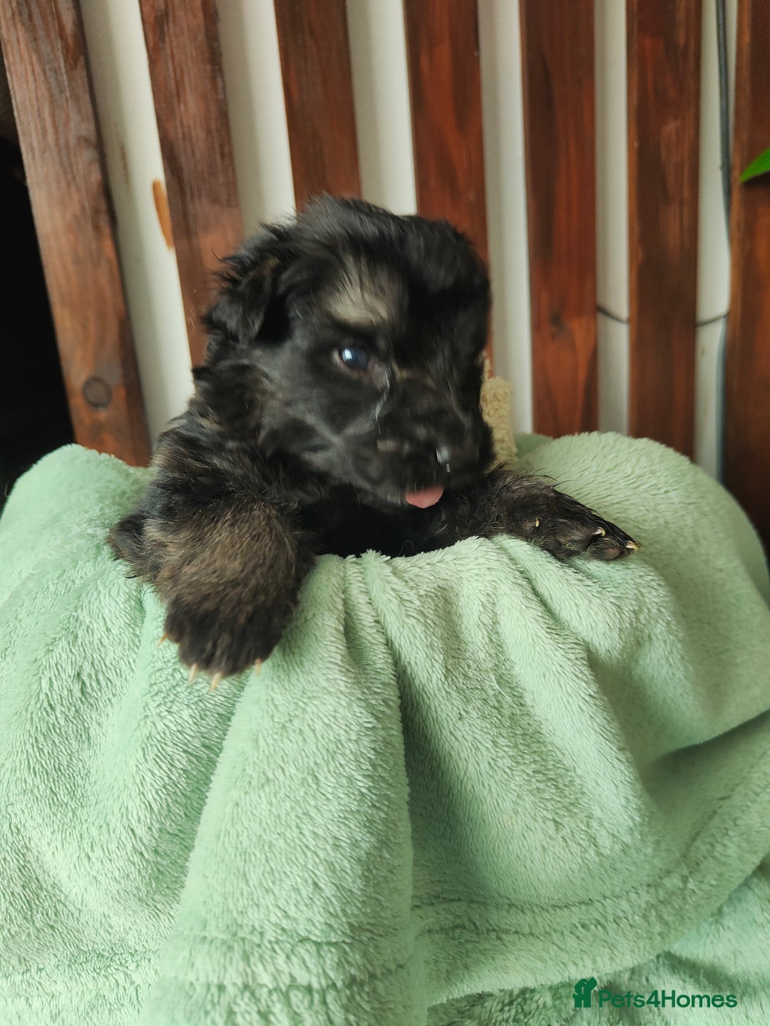 German Shepherd dogs for sale: German shepard puppies for sale - Image 8