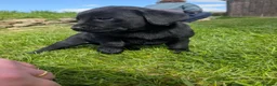 Labrador Retriever dogs for sale: Beautiful KC Labrador Puppies - Advert 11