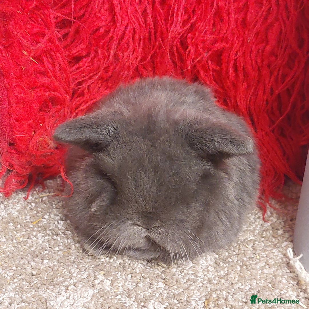 Mini Lop rabbits for sale: 2 Pure bred Minilop babys ready to reserve  - Advert 4