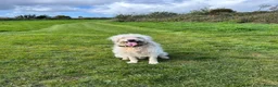 Goldendoodle dogs for stud: Proven F1 Goldendoodle for Stud in Penzance - Advert 9