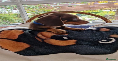 Dachshund dogs - Advert 2