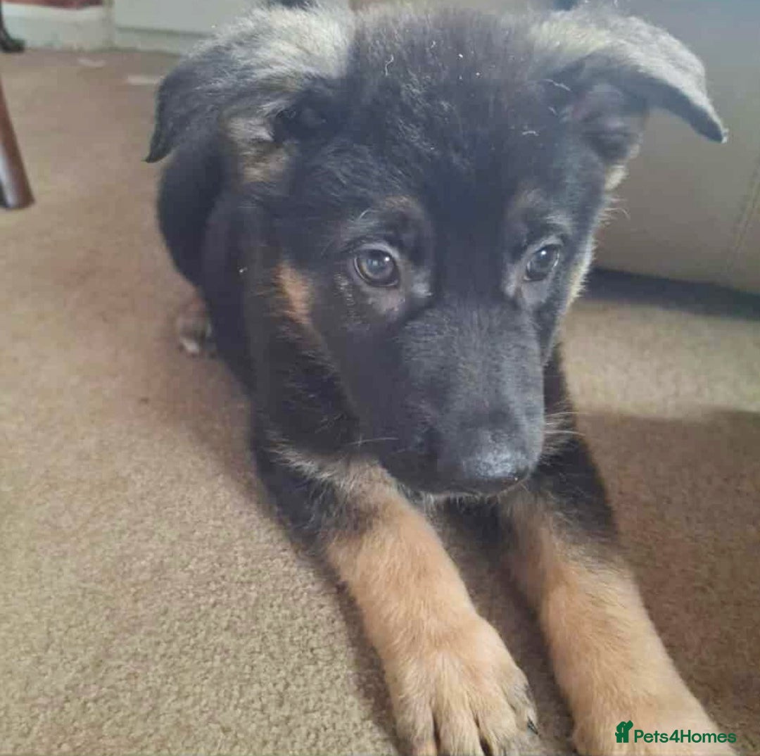 German Shepherd dogs for sale: BEAUTIFUL GERMAN SHEPHERD PUPS READY NOW - Image 9