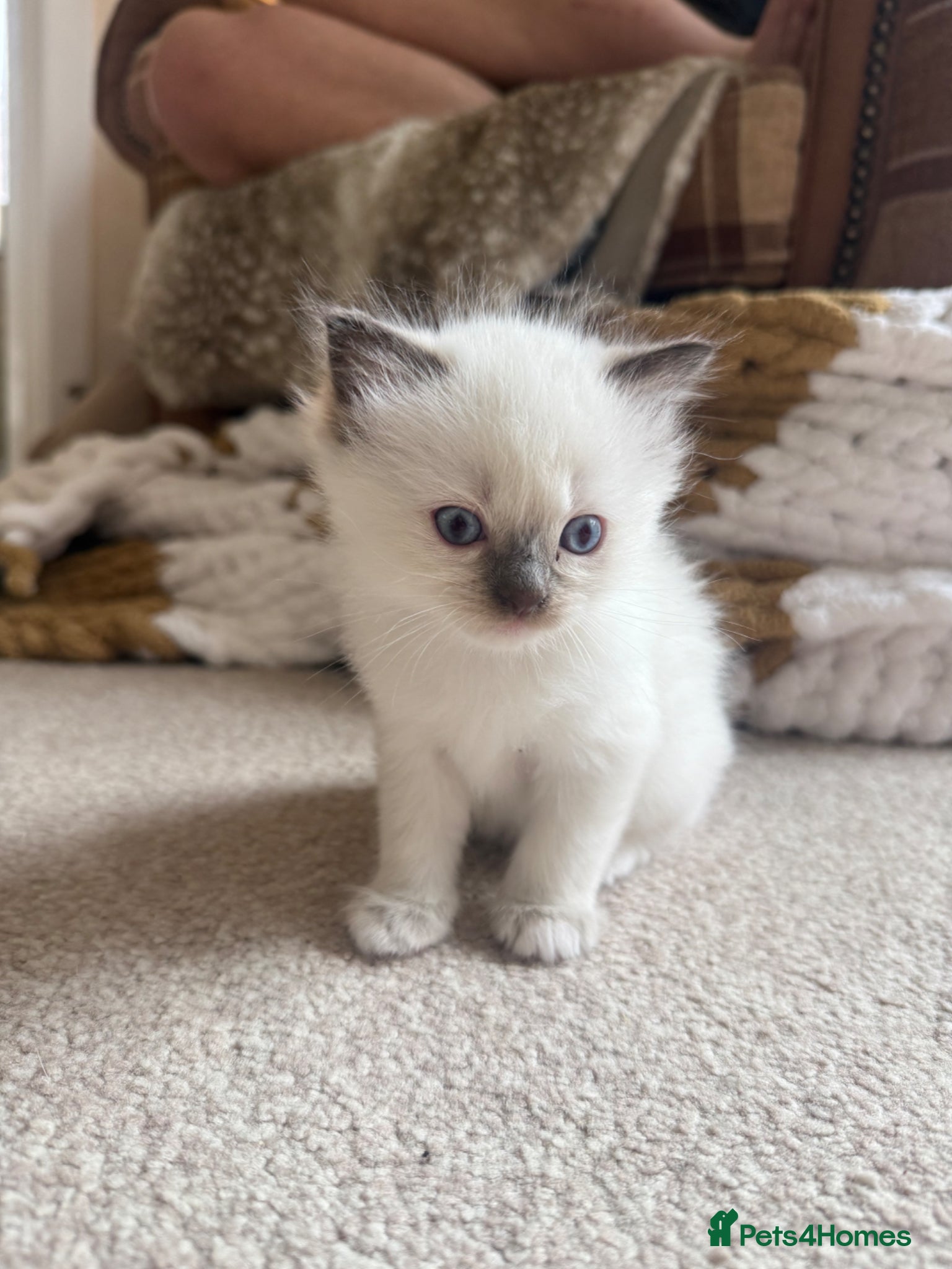 Ragdoll cats ONLY 1 LEFT ❤️ ragdolls ❤️ - Advert 2