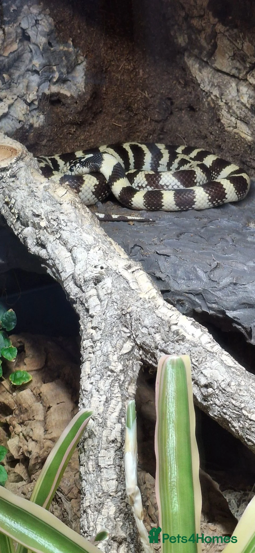 King Snake reptiles for sale: California king snake full set up in Prenton - Advert 2