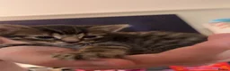 Mixed Breed cats for sale: Kittens  - Advert 2