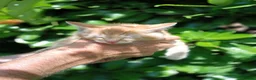 Domestic Shorthair cats for sale: Domestic shorthair ready now - Advert 9